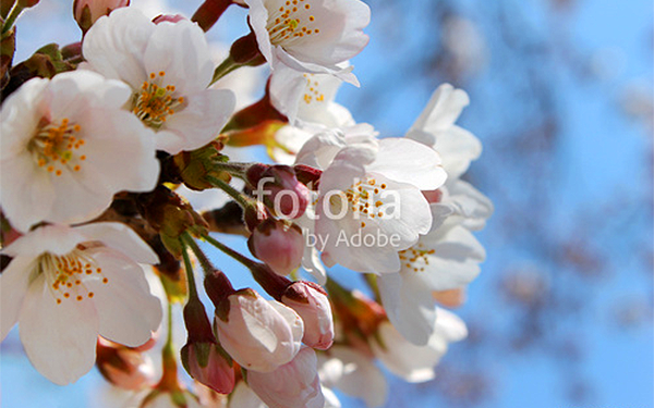 Fotolia桜