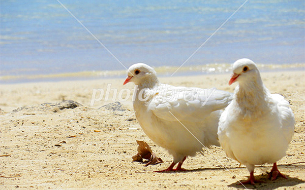 photolibrary海辺の白い鳩