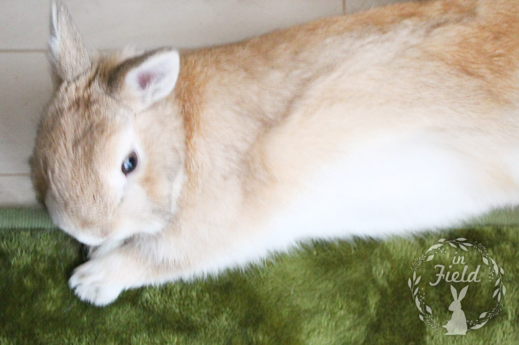 フーレセラピー店長