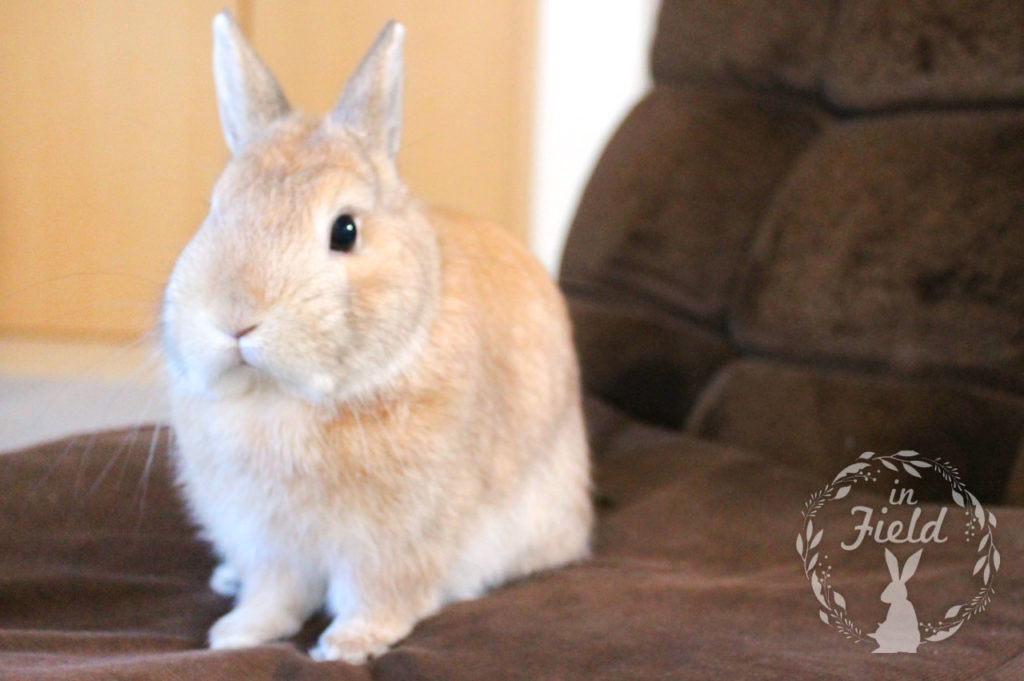 フーレセラピー店長