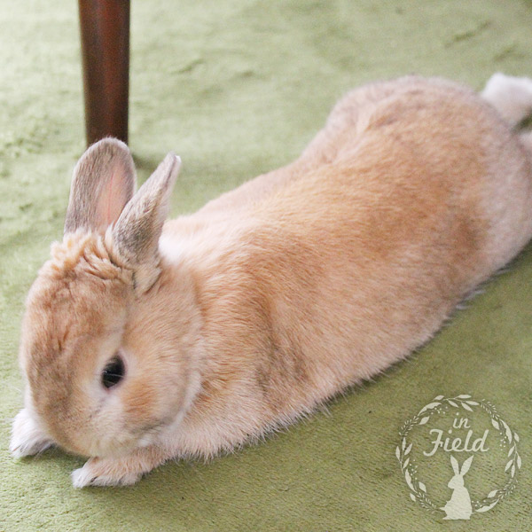 フーレセラピー店長