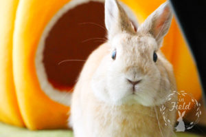 ネザーランドドワーフうさぎのショパン