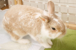 エンセファリトゾーンうさぎ