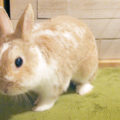 エンセファリトゾーンうさぎ