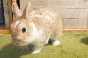 エンセファリトゾーンうさぎ