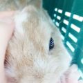 うさぎの入院