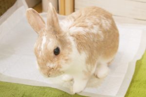 うさぎの不正咬合