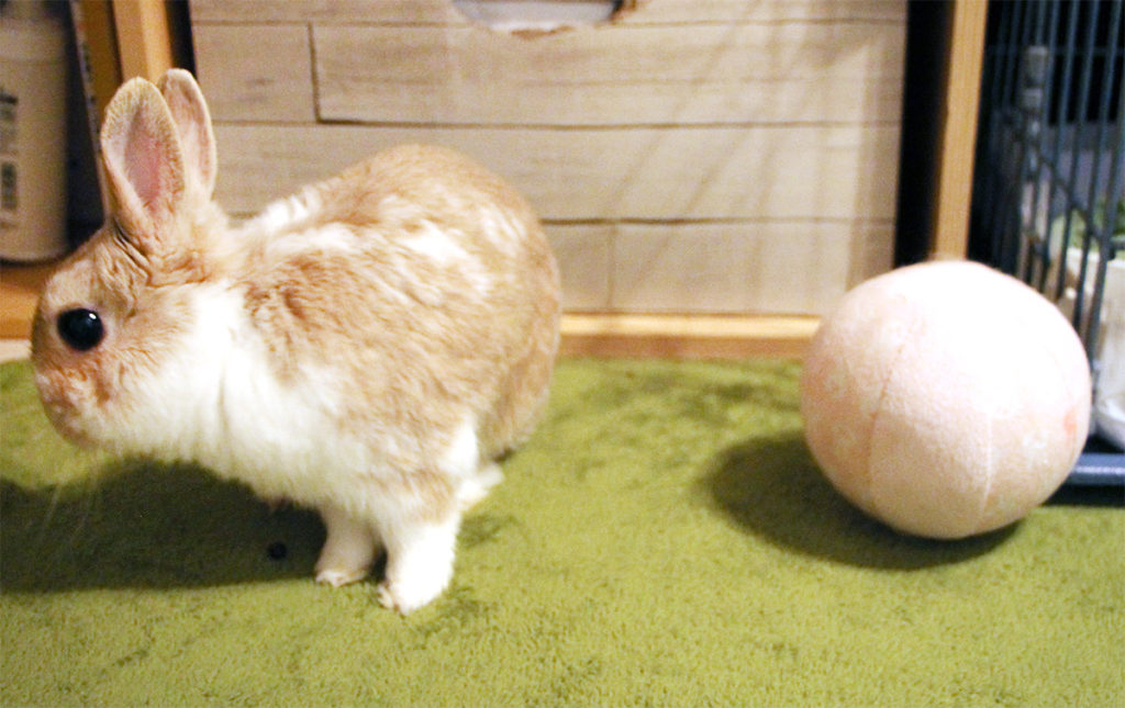 うさぎの歯根膿瘍