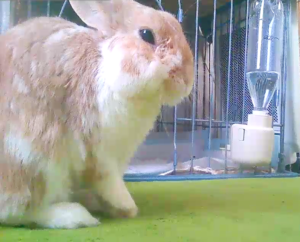 うさぎの歯根膿瘍