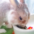うさぎの腎不全