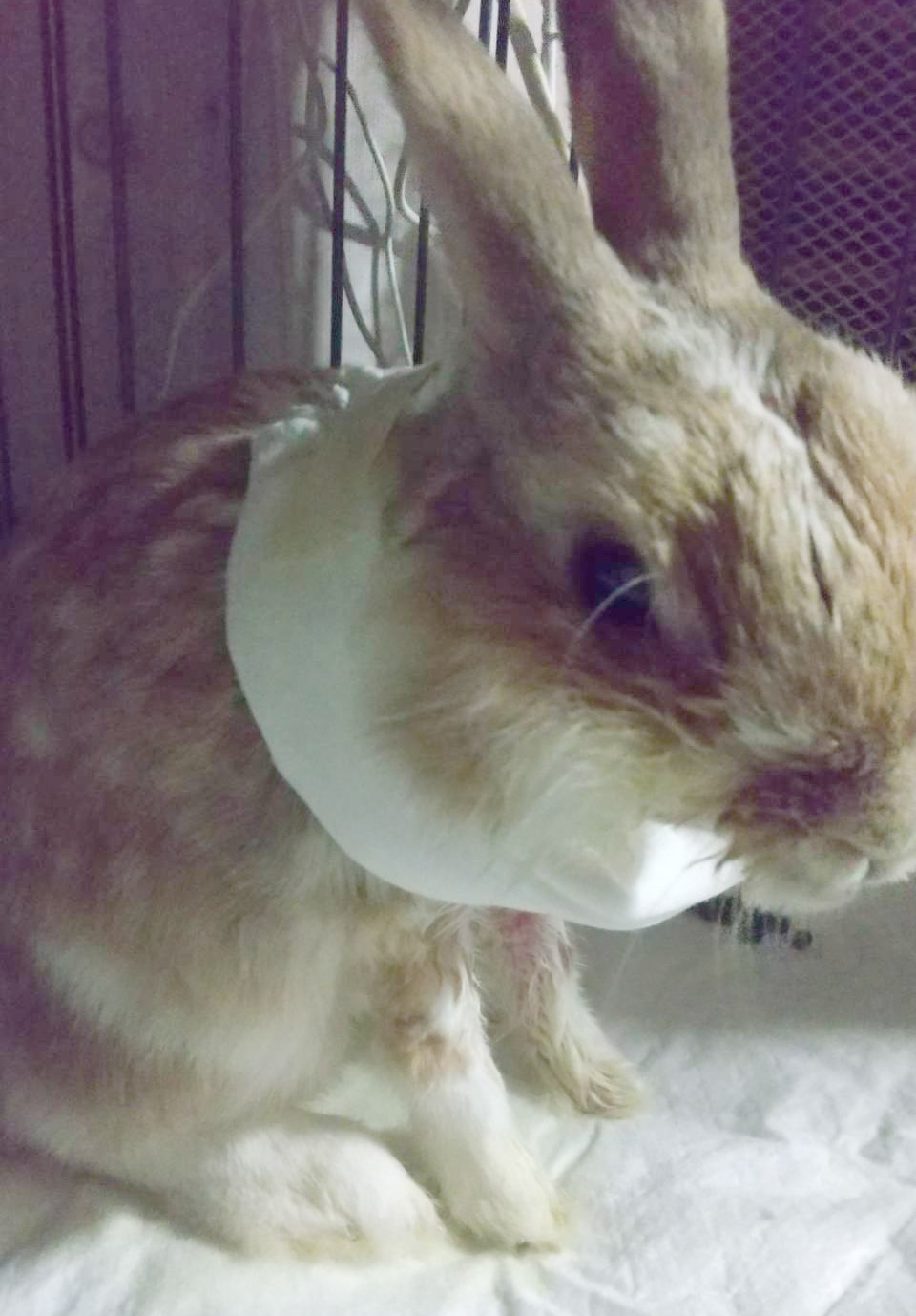 うさぎの皮膚炎