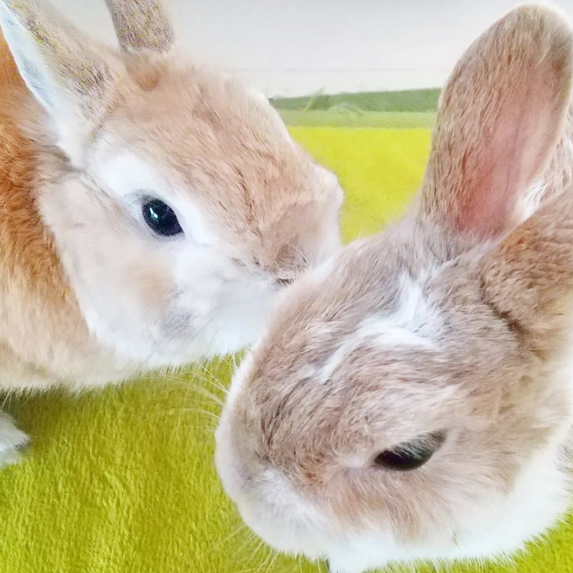 うさぎ多頭飼い
