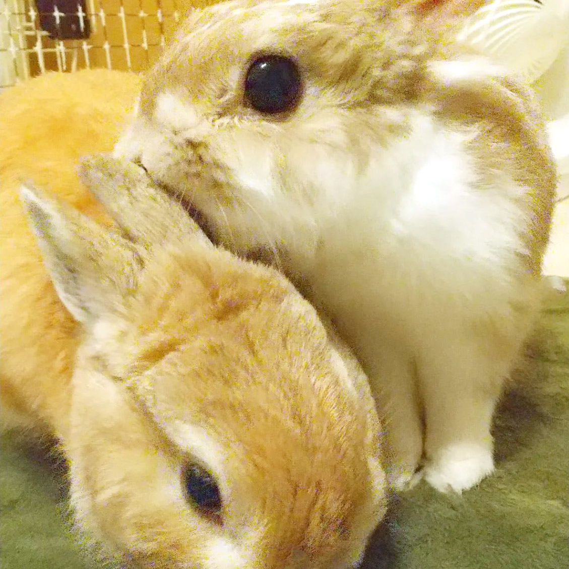 うさぎ多頭飼い