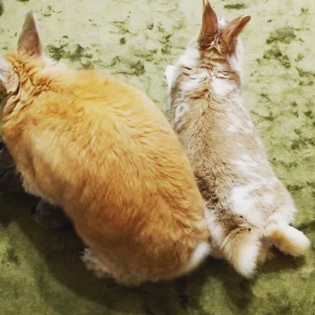 うさぎ多頭飼い