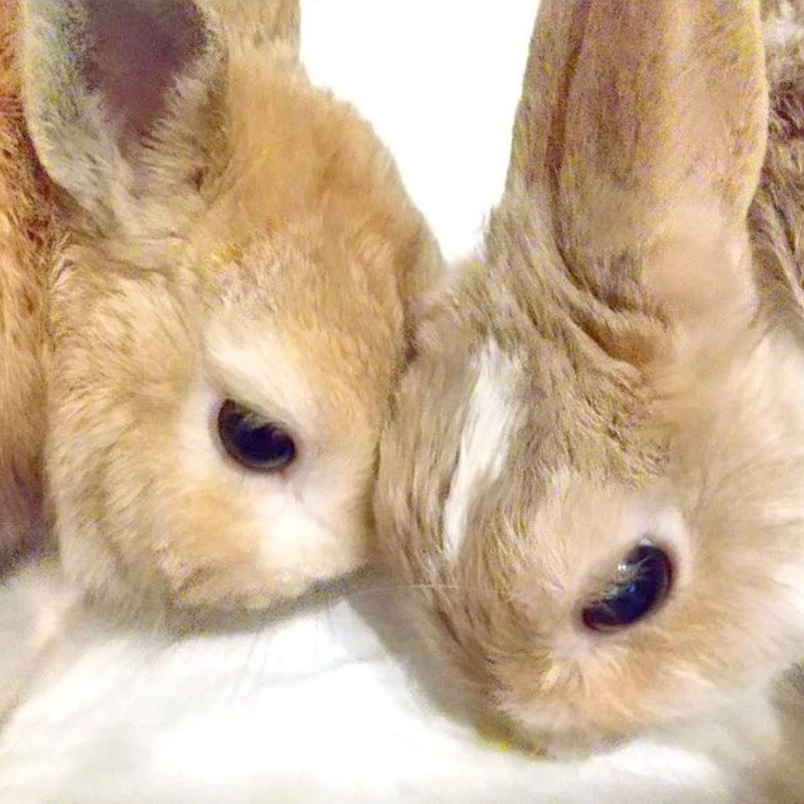 うさぎ多頭飼い