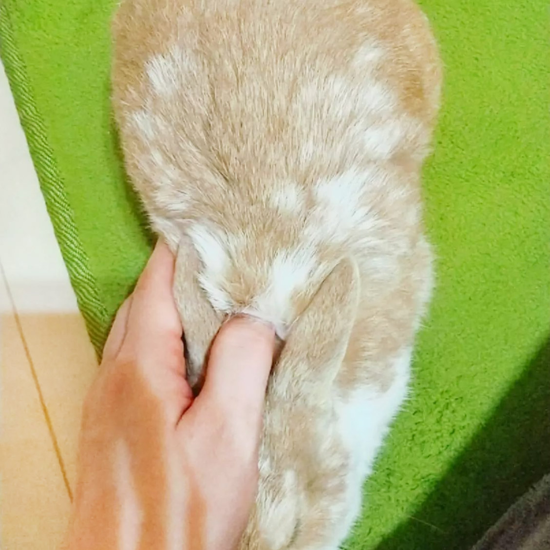 うさぎの歯根膿瘍