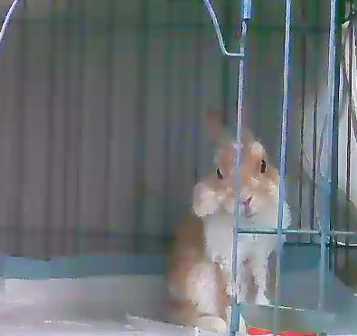 うさぎの皮膚炎