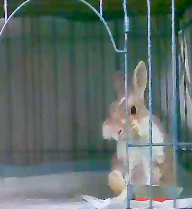 うさぎの皮膚炎