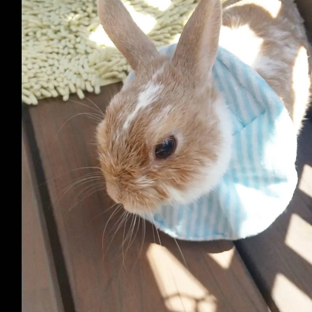 うさぎ用スタイ