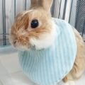 うさぎ用スタイ