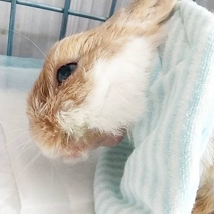 うさぎ用スタイ
