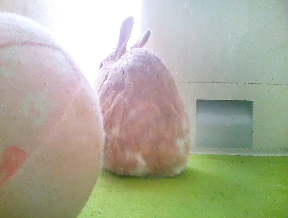 うさぎの歯根膿瘍