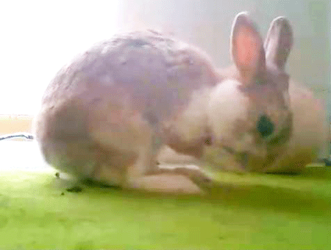 うさぎの歯根膿瘍