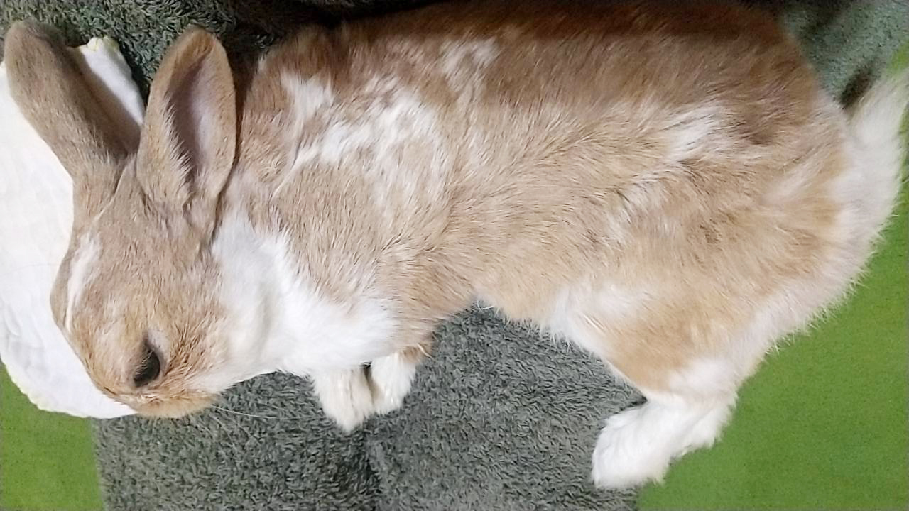 うさぎの歯根膿瘍