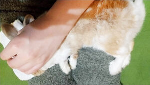 うさぎの歯根膿瘍