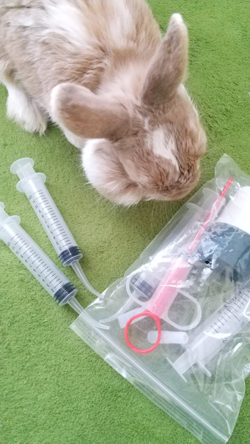 うさぎの強制給餌