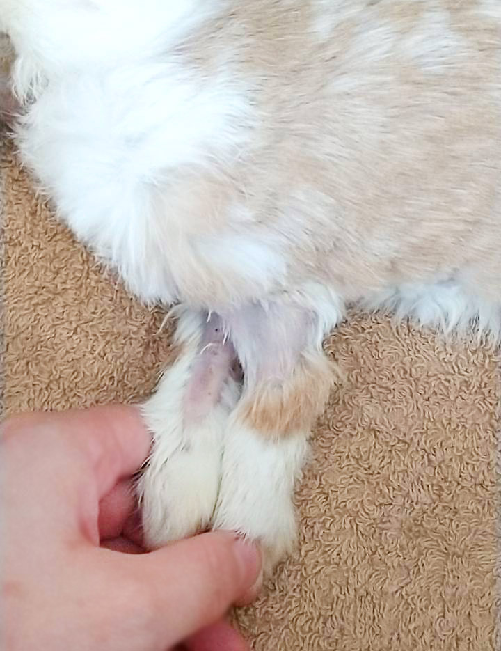 うさぎの皮膚炎