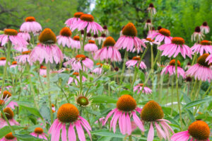 メディカルハーブ検定