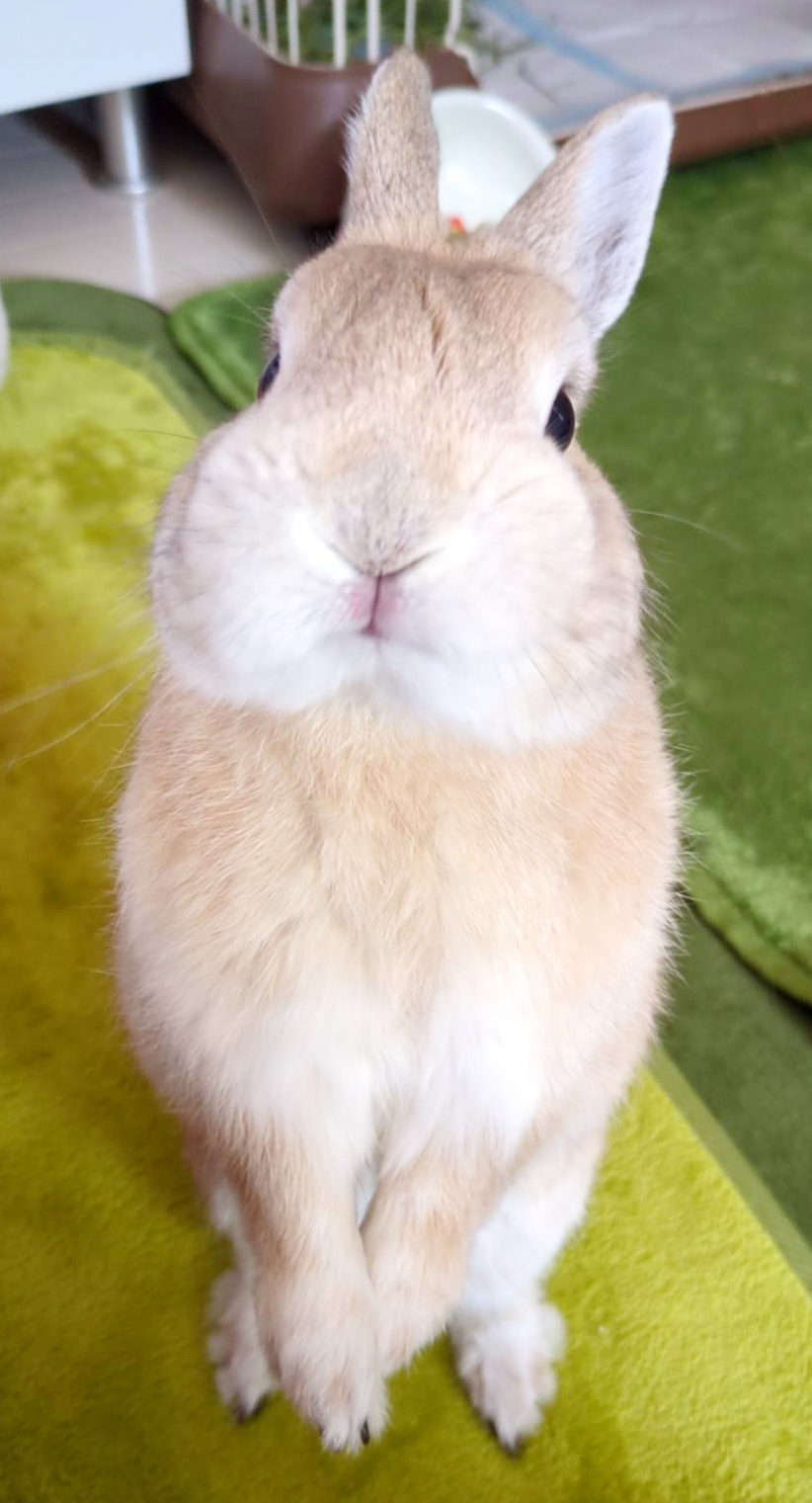 うさぎのうたっち