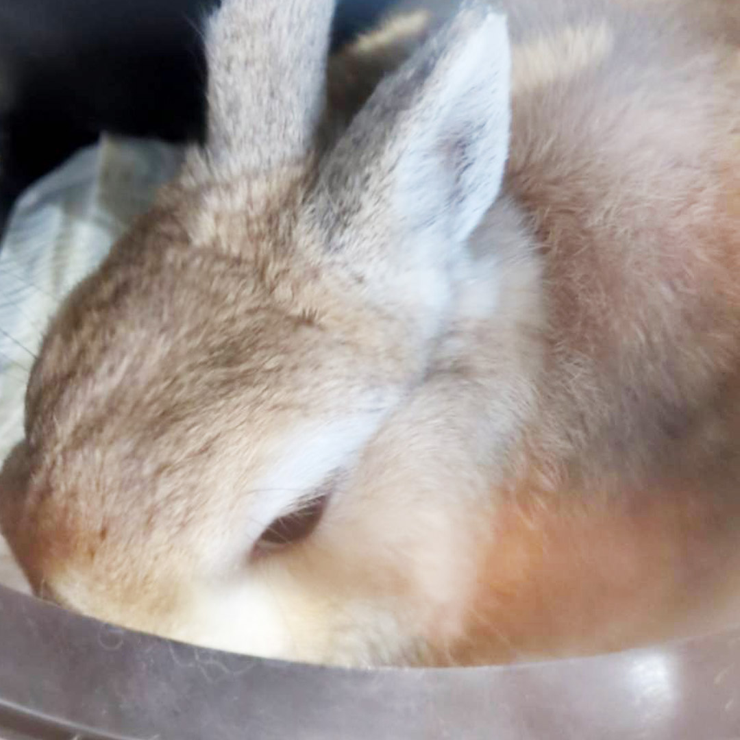 うさぎの不正咬合