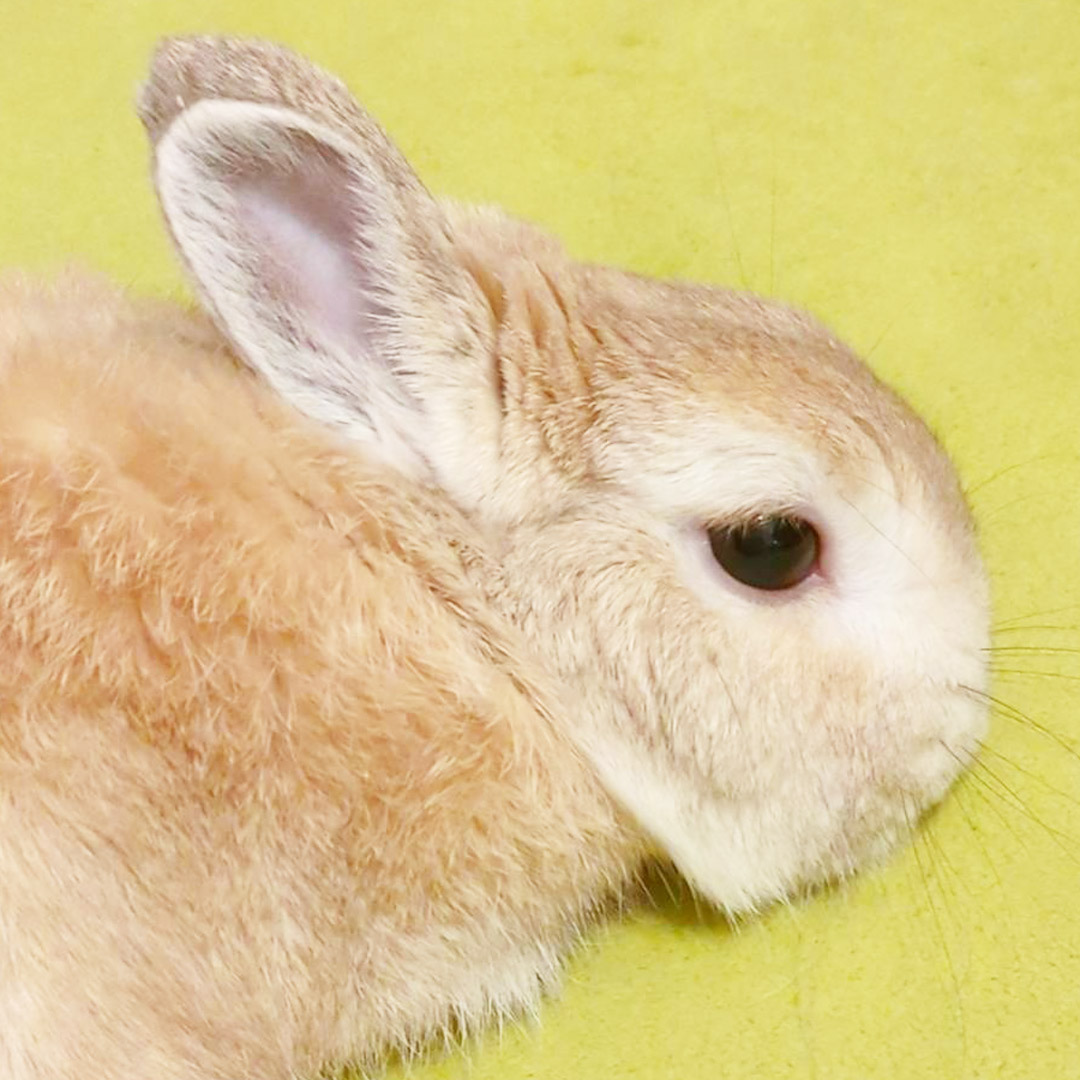 うさぎの不正咬合