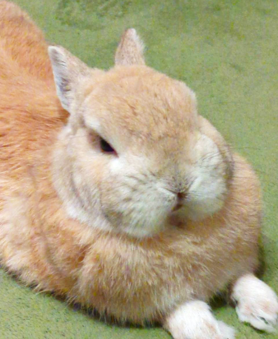 6歳うさぎ