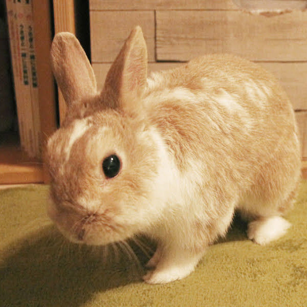 うさぎのアクリルスタンド