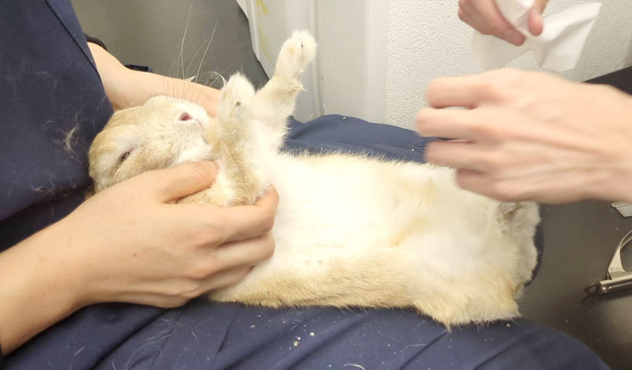 吉祥寺エキゾチック動物病院