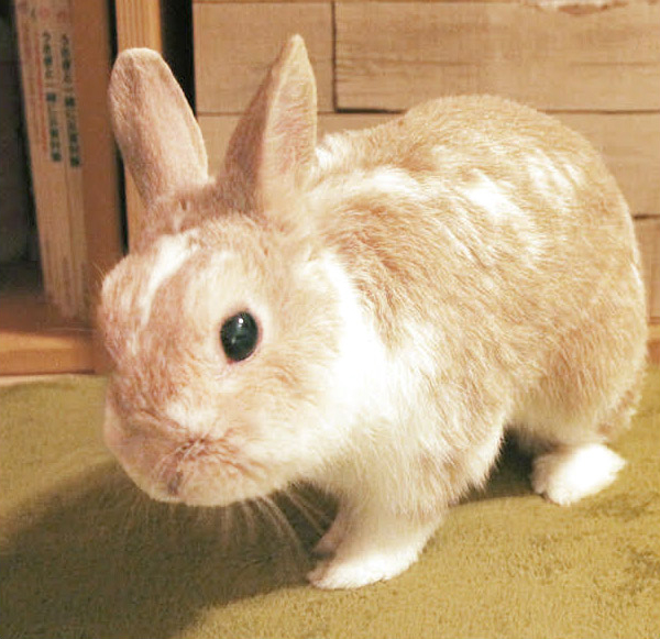 うさぎのアクリルスタンド