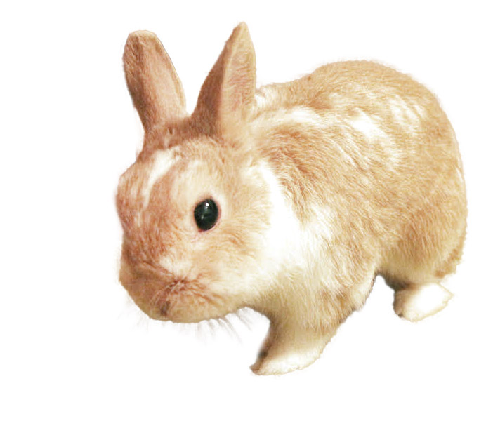 うさぎのアクリルスタンド