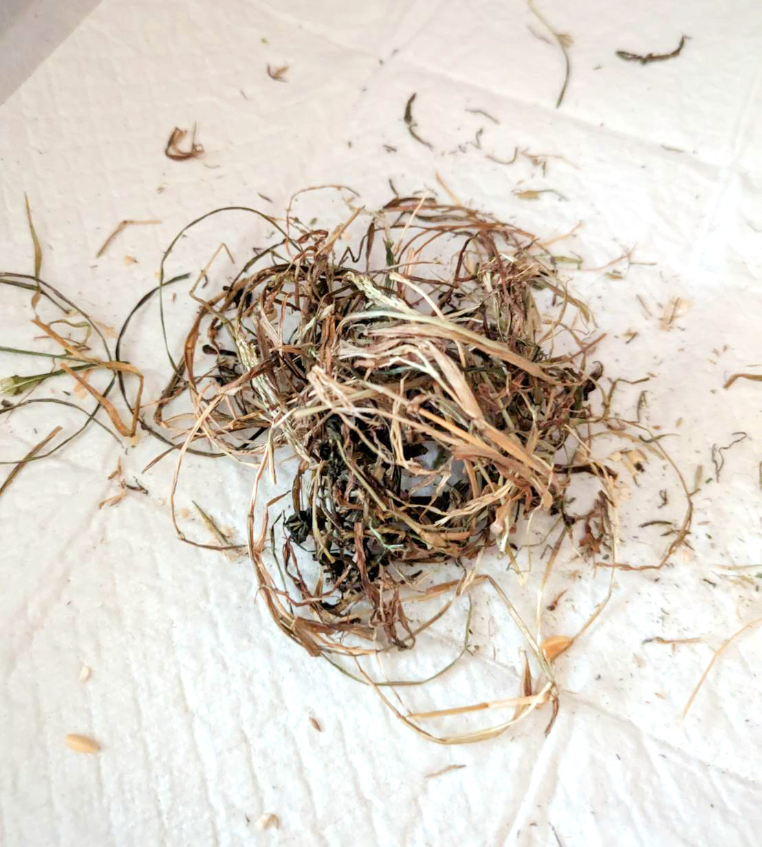 イタリアンライグラス草団子