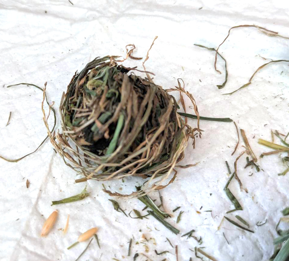 イタリアンライグラス草団子