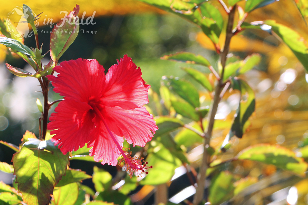 ジャングリア沖縄